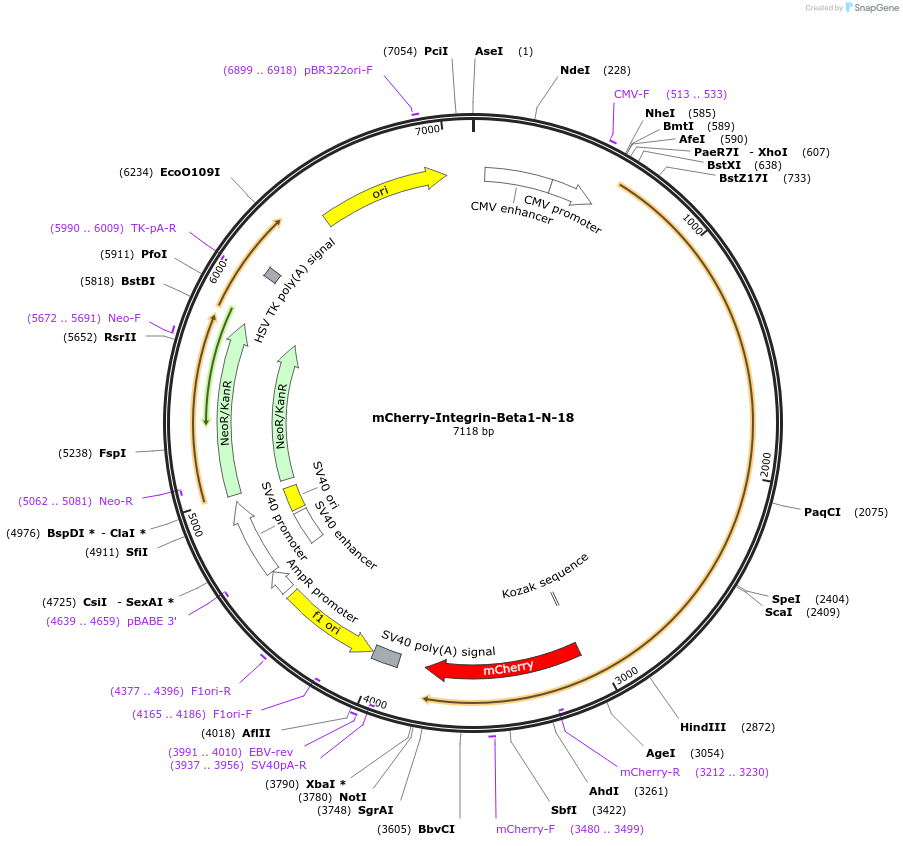 55064-plasmid-map-sequence-id-313234