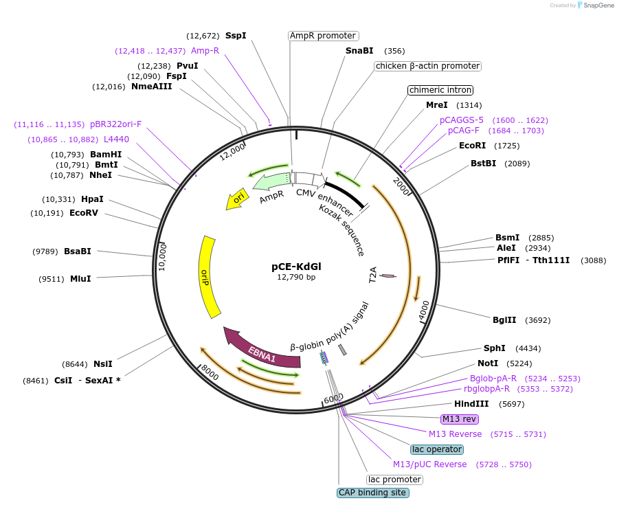 154880-plasmid-map-sequence-id-313240