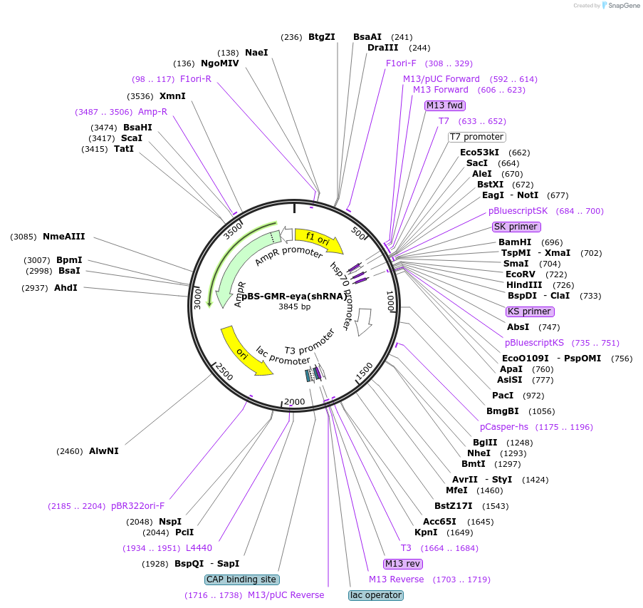 157991-plasmid-map-sequence-id-313250