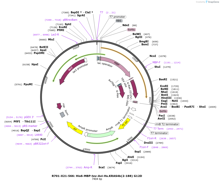 159569-plasmid-map-sequence-id-313259