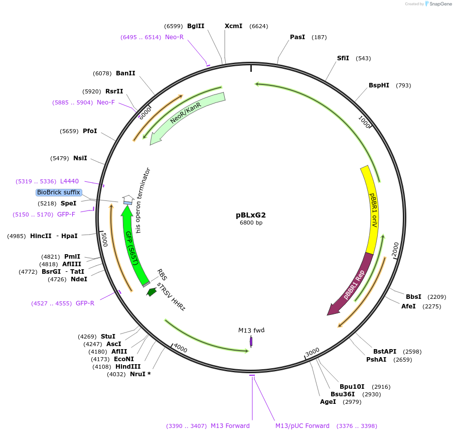 149472-plasmid-map-sequence-id-313271
