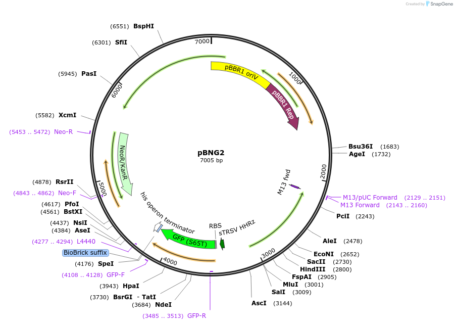 149473-plasmid-map-sequence-id-313272