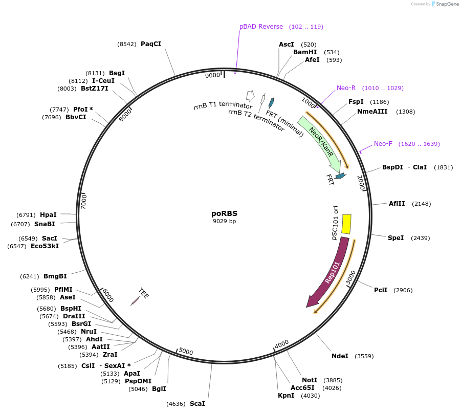 154125-plasmid-map-sequence-id-313275