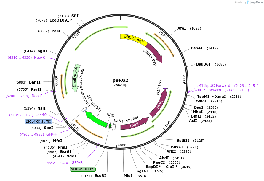 149474-plasmid-map-sequence-id-313276