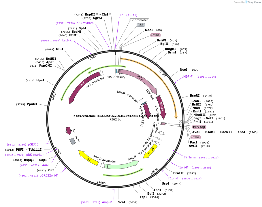 159548-plasmid-map-sequence-id-313280