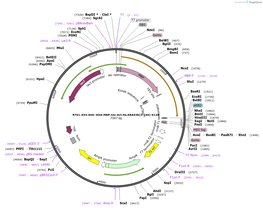 159562-plasmid-map-sequence-id-313281