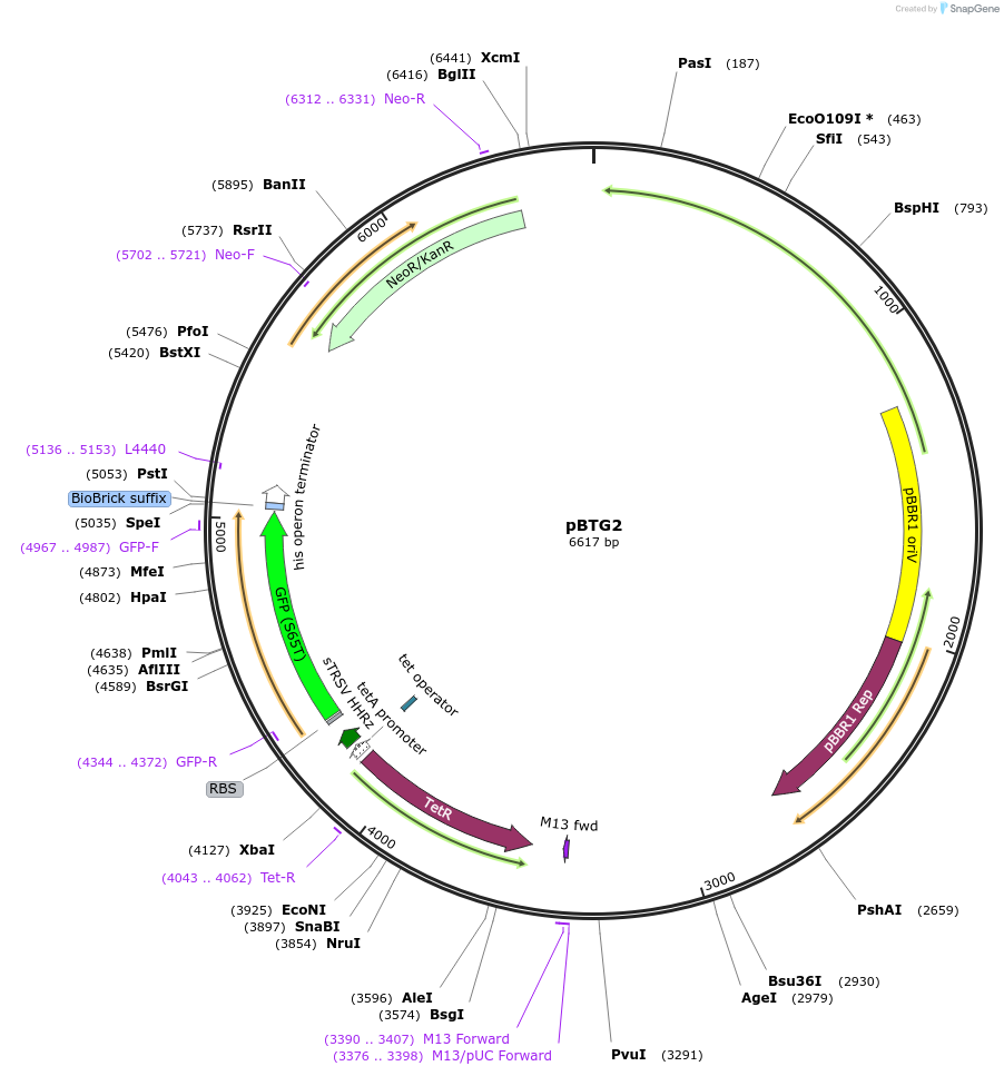 149475-plasmid-map-sequence-id-313294