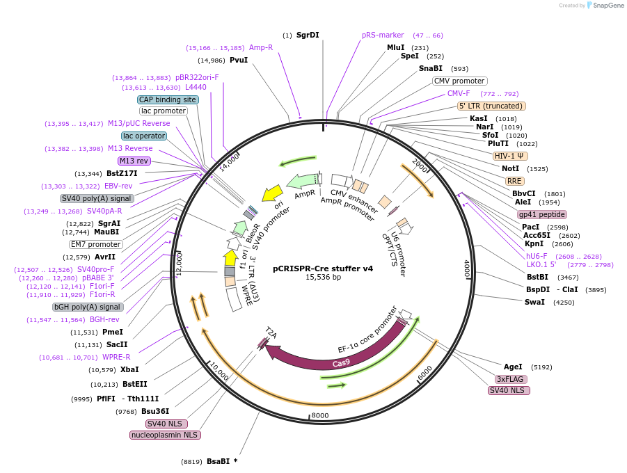 158033-plasmid-map-sequence-id-313305