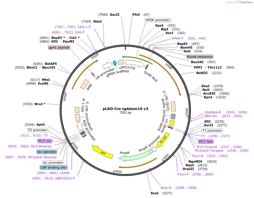 158034-plasmid-map-sequence-id-313306
