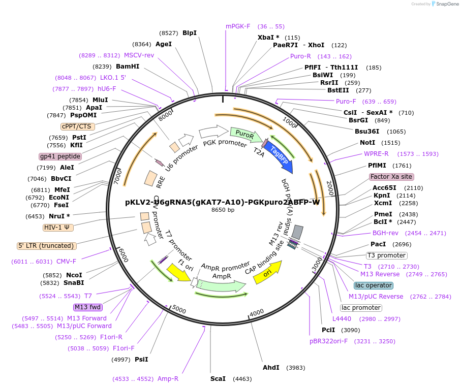 159288-plasmid-map-sequence-id-313308