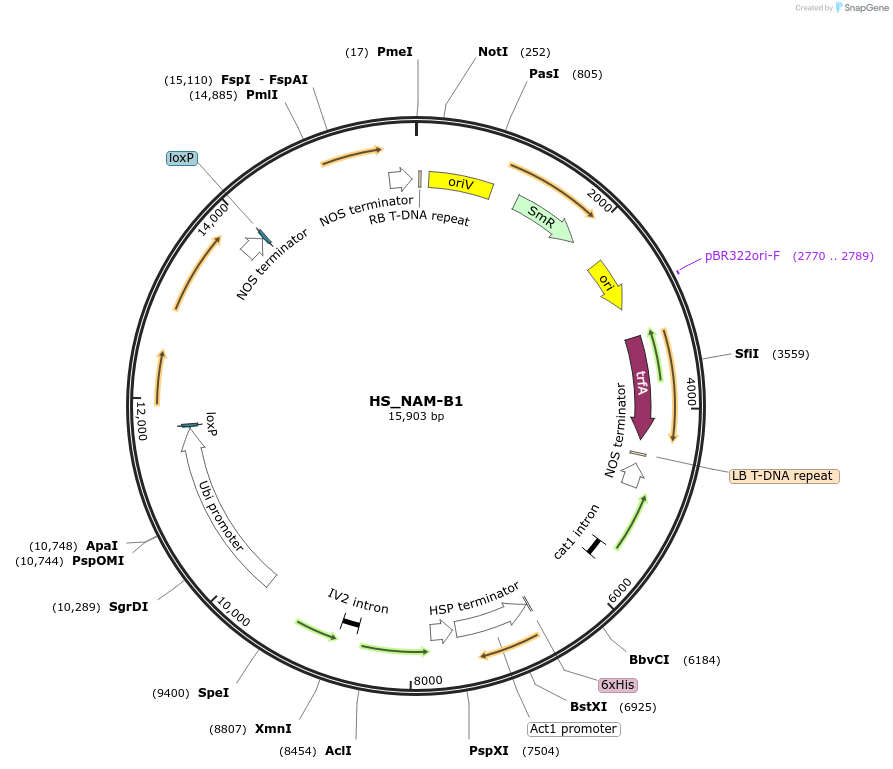 154064-plasmid-map-sequence-id-313309