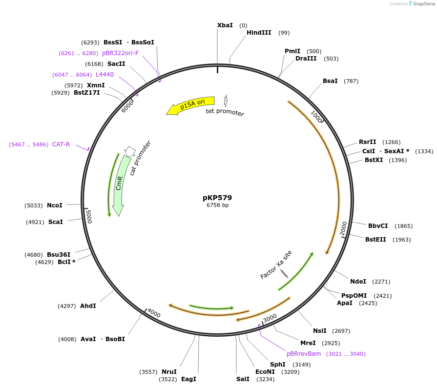 159598-plasmid-map-sequence-id-313311