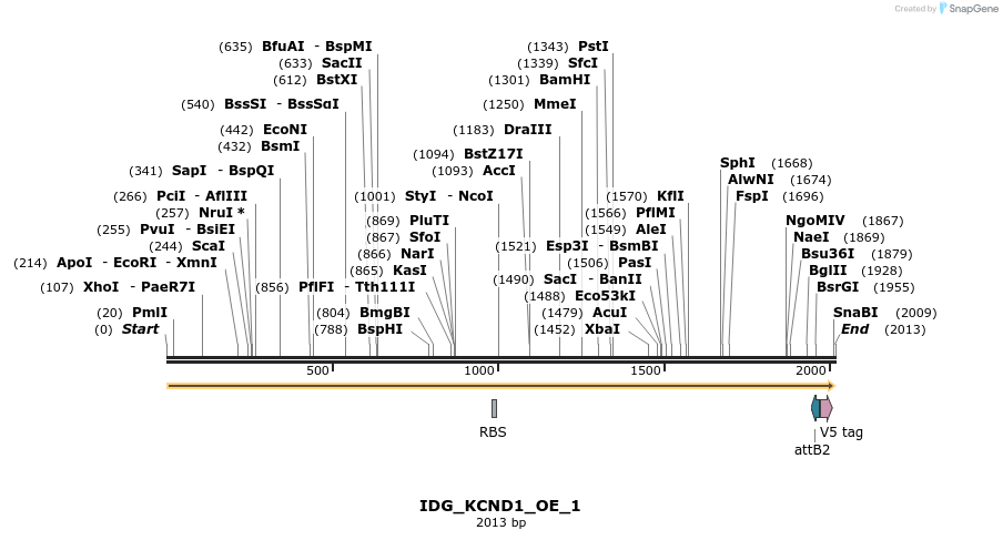 313339_map