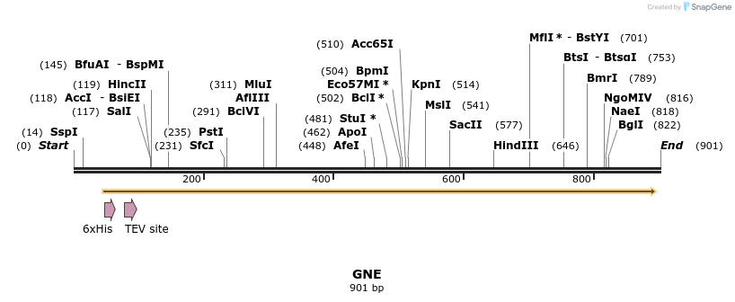31335_map