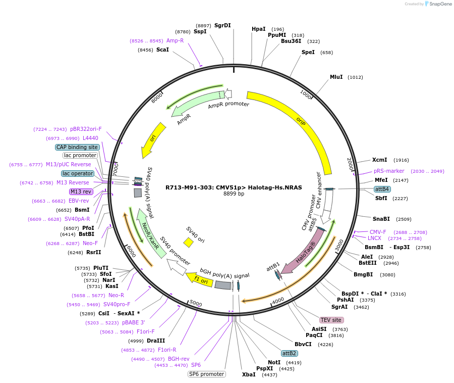 159682-plasmid-map-sequence-id-313411