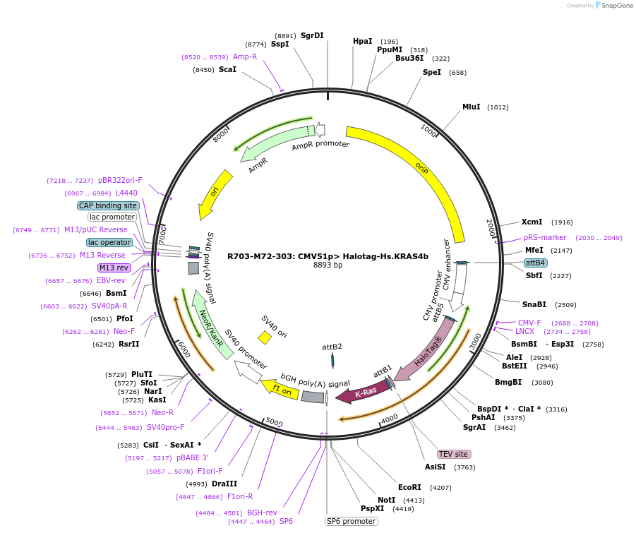 159679-plasmid-map-sequence-id-313414