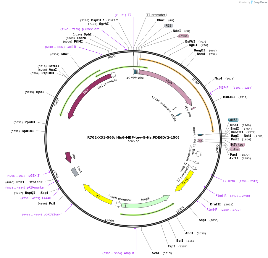159689-plasmid-map-sequence-id-313415