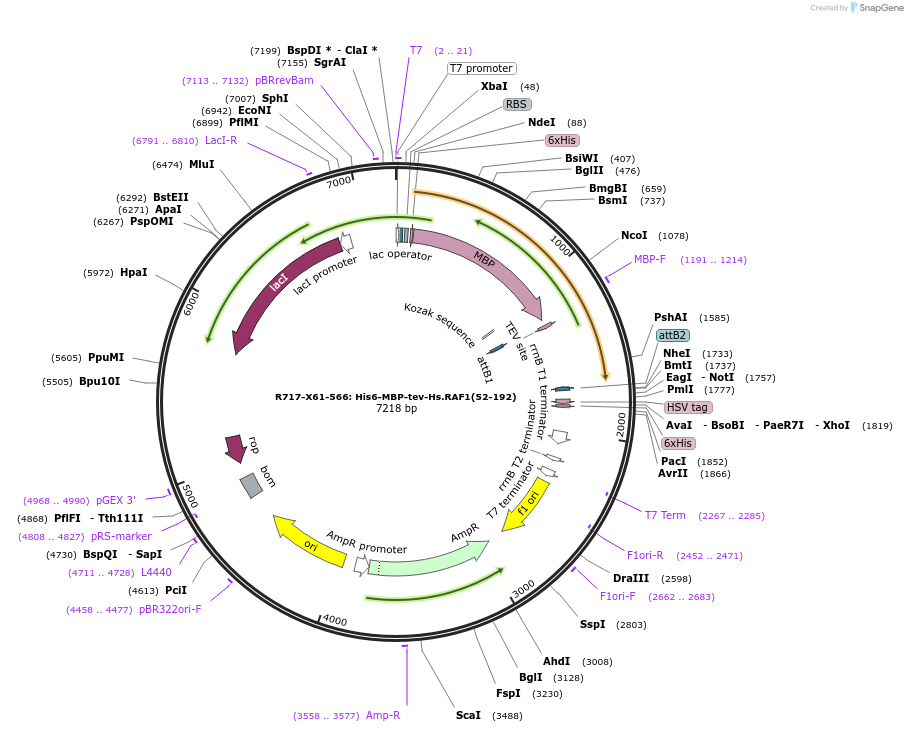 159687-plasmid-map-sequence-id-313416