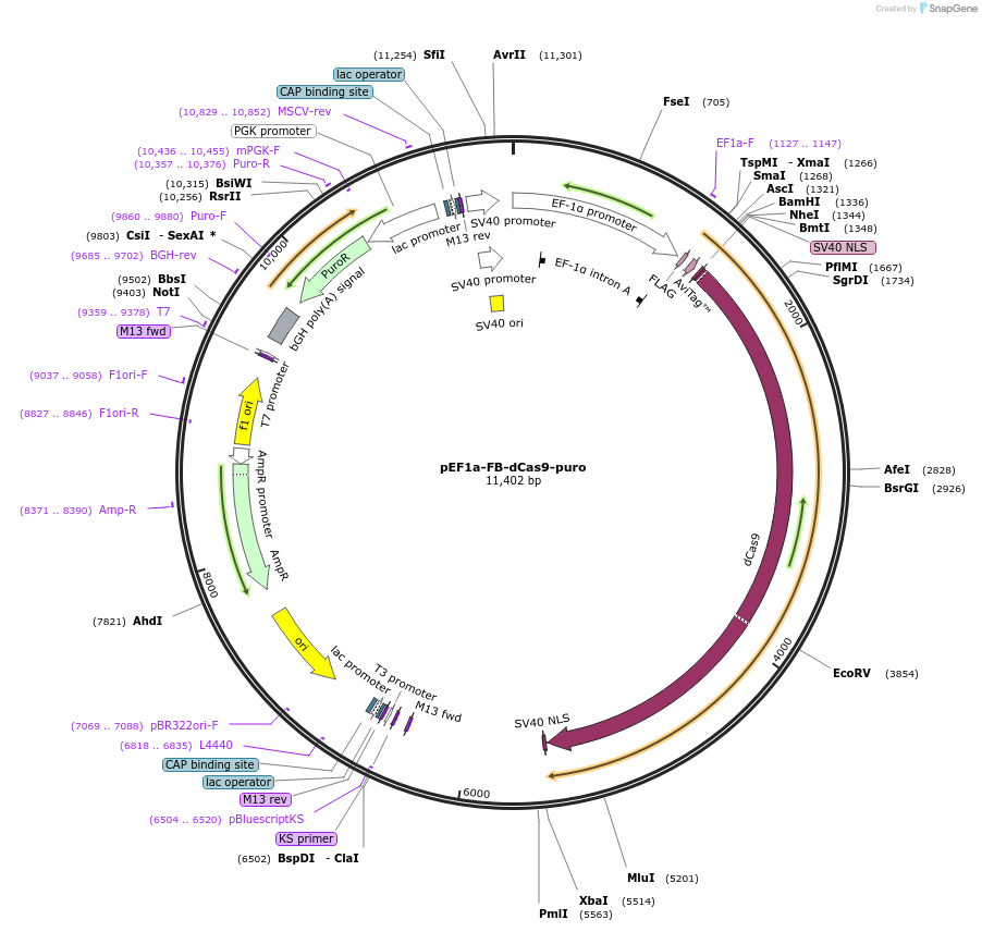 100547-plasmid-map-sequence-id-313417