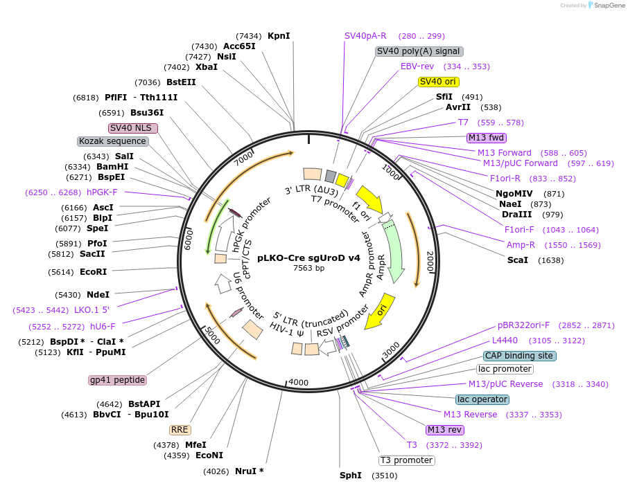 158036-plasmid-map-sequence-id-313419