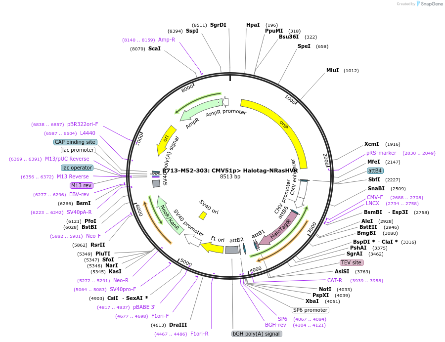 159686-plasmid-map-sequence-id-313420