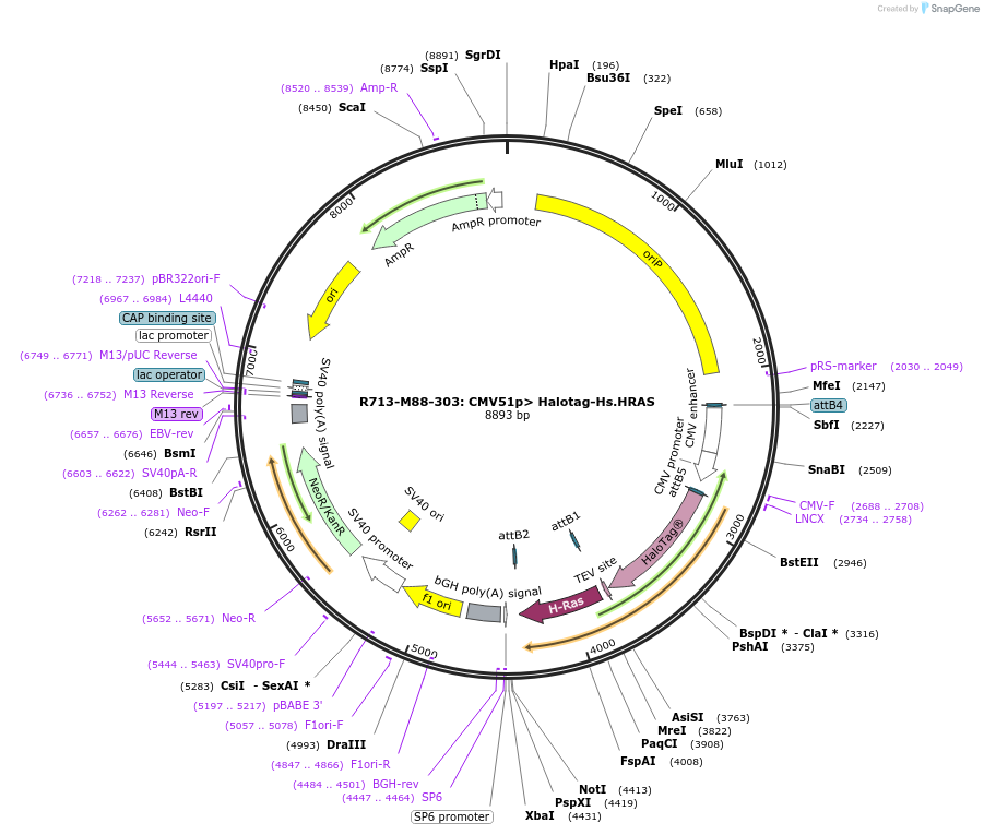 159681-plasmid-map-sequence-id-313421