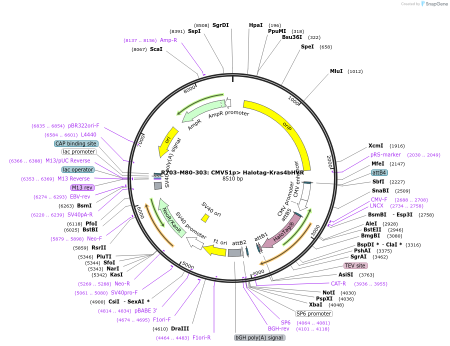 159683-plasmid-map-sequence-id-313423