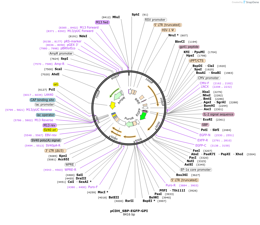 65298-plasmid-map-sequence-id-313430