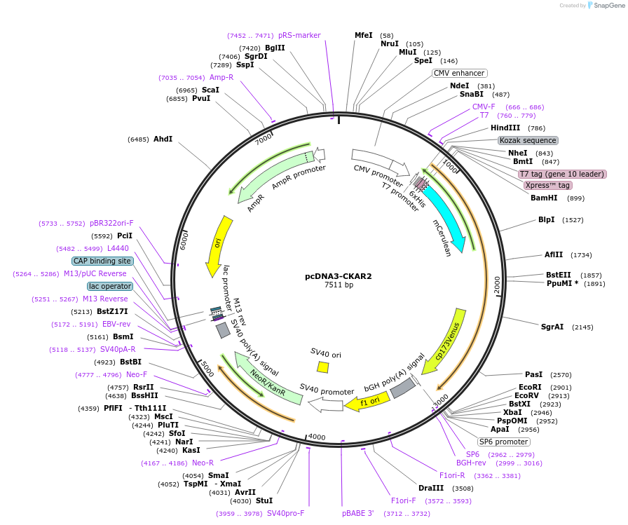 123348-plasmid-map-sequence-id-313438