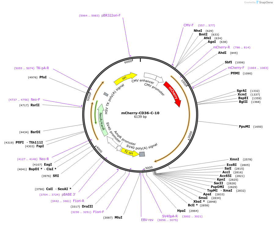 55011-plasmid-map-sequence-id-313445