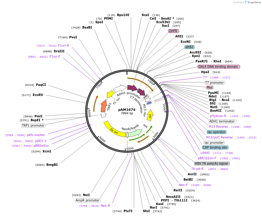 159726-plasmid-map-sequence-id-313484