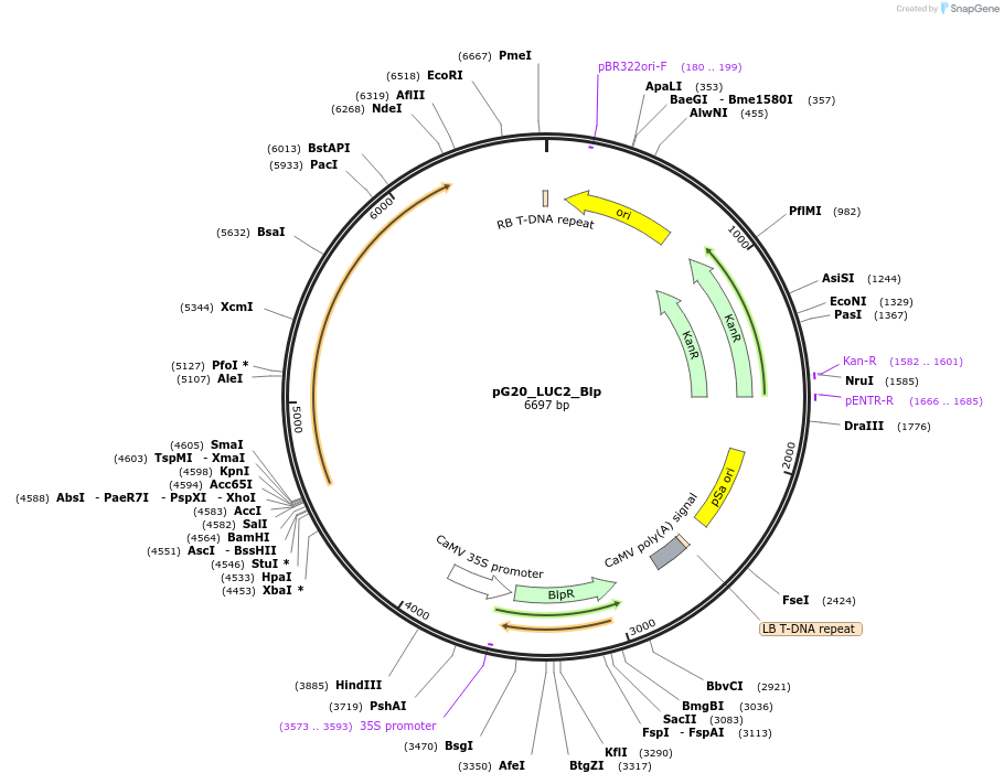159708-plasmid-map-sequence-id-313485
