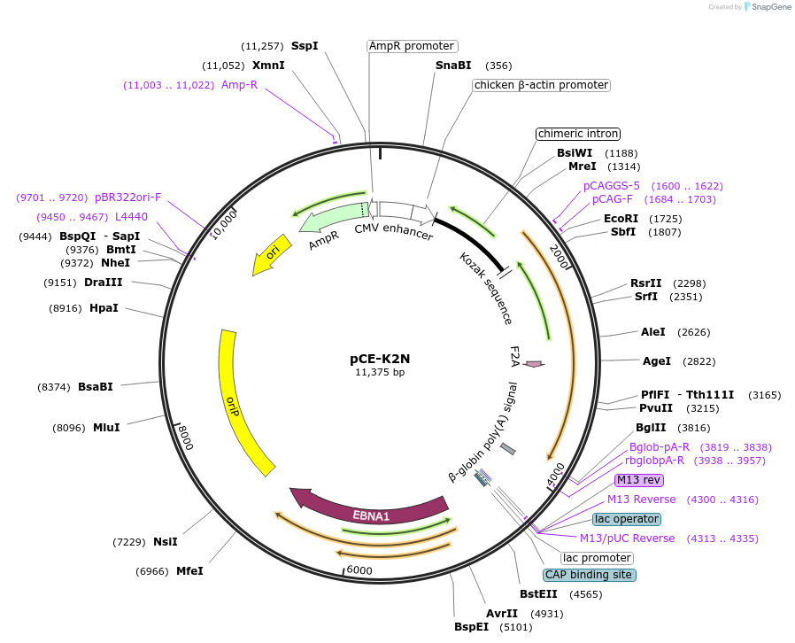 154879-plasmid-map-sequence-id-313488