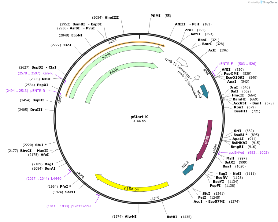 20346-plasmid-map-sequence-id-313502