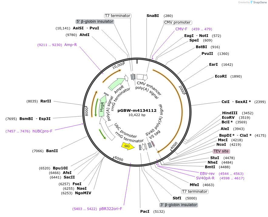152084-plasmid-map-sequence-id-313508