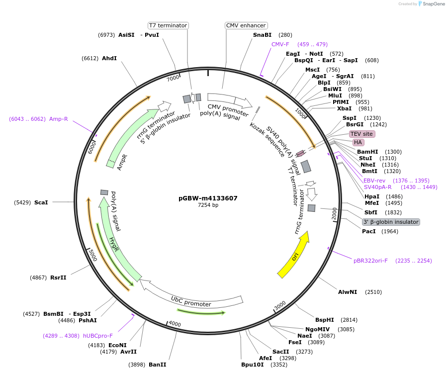 152942-plasmid-map-sequence-id-313509