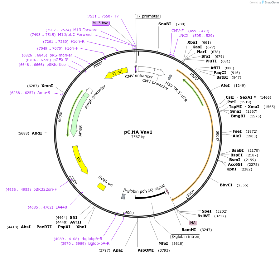 14553-plasmid-map-sequence-id-313513