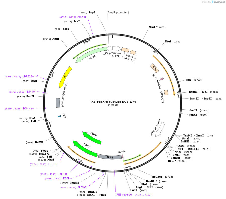 159628-plasmid-map-sequence-id-313517