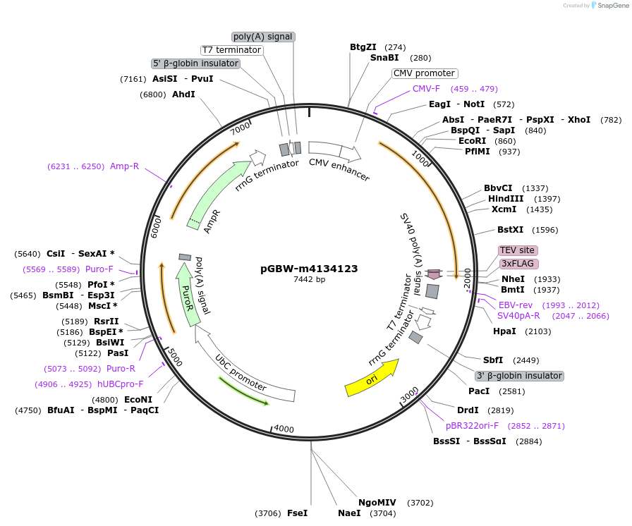152644-plasmid-map-sequence-id-313544