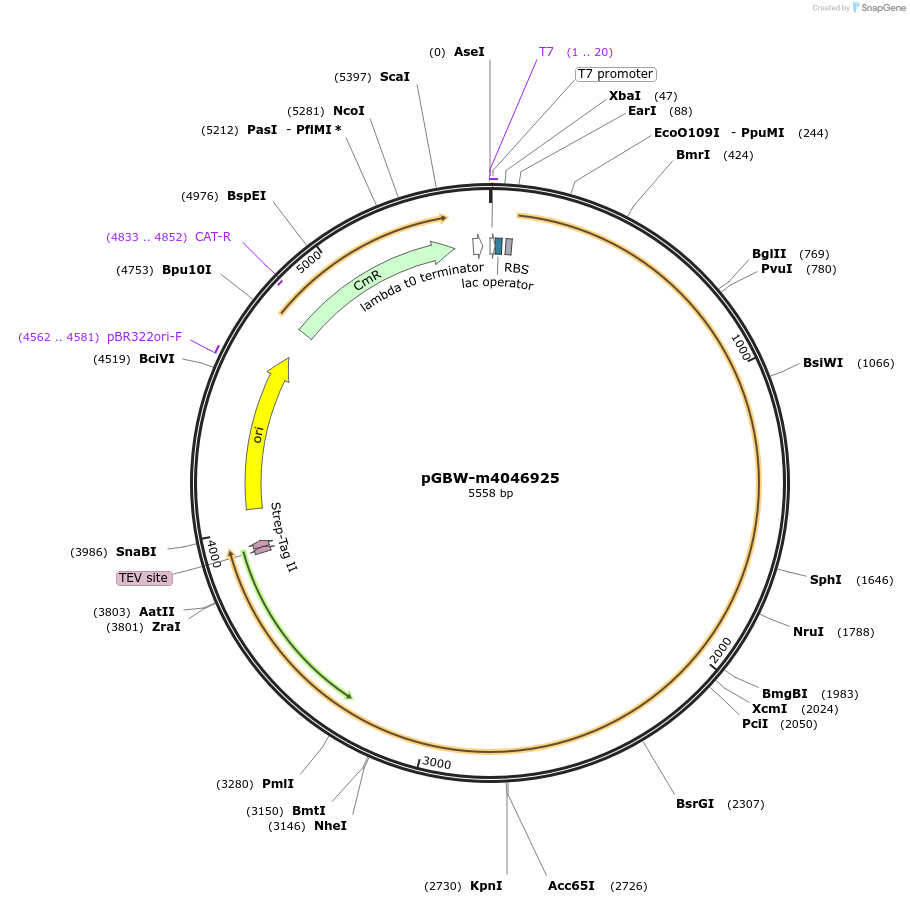 145694-plasmid-map-sequence-id-313545
