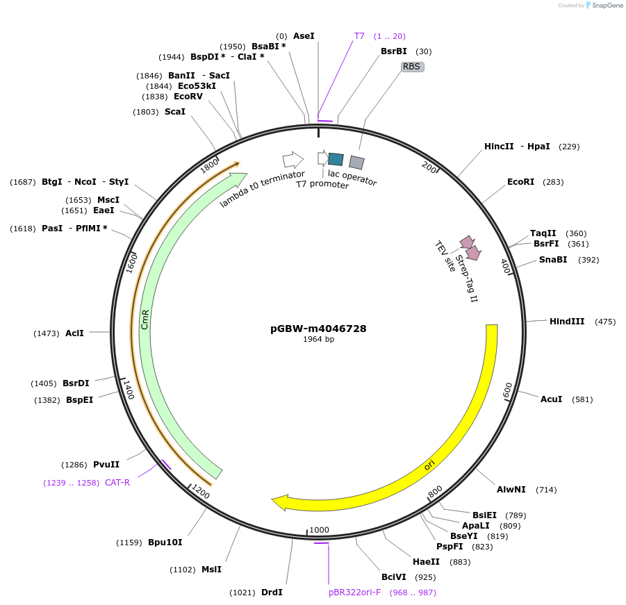 145739-plasmid-map-sequence-id-313546