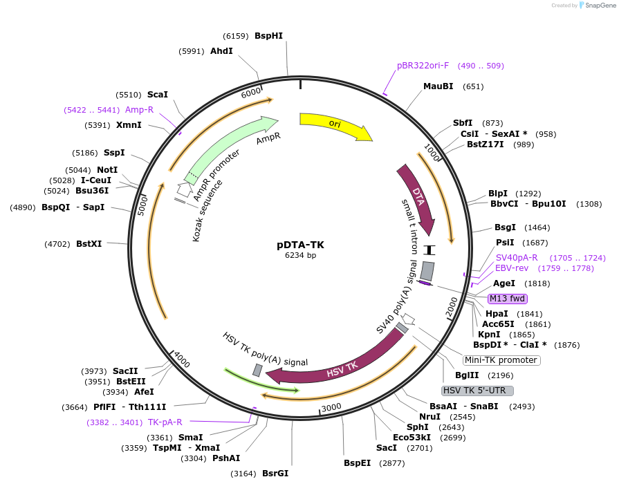 22677-plasmid-map-sequence-id-313549