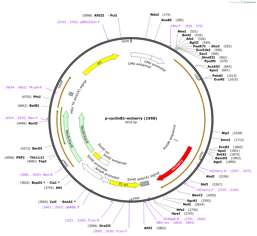 26063-plasmid-map-sequence-id-313552