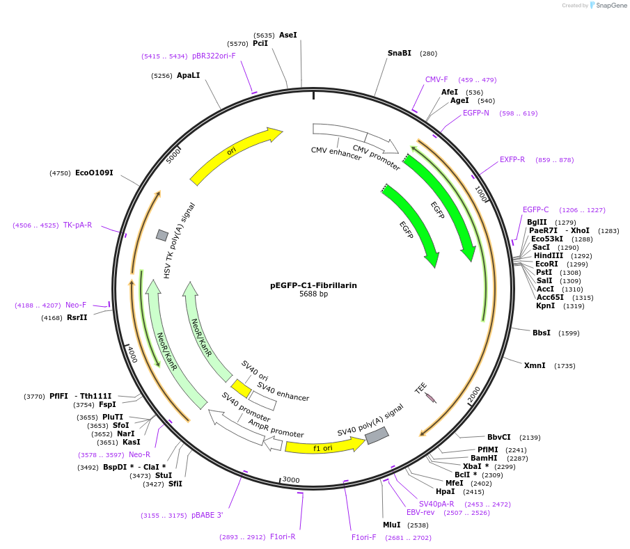 26673-plasmid-map-sequence-id-313555
