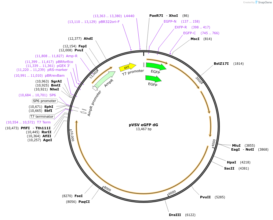 31842-plasmid-map-sequence-id-313559