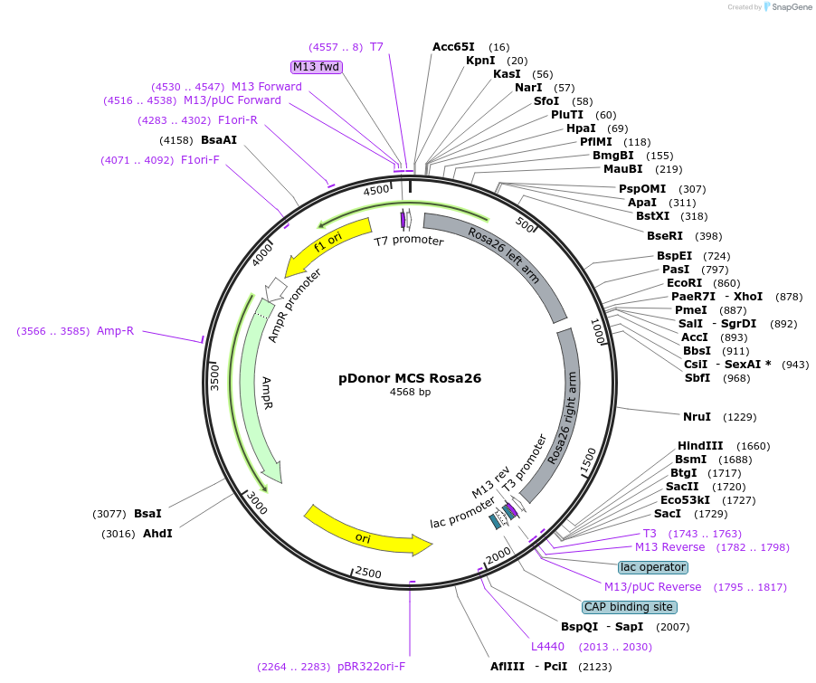 37200-plasmid-map-sequence-id-313563