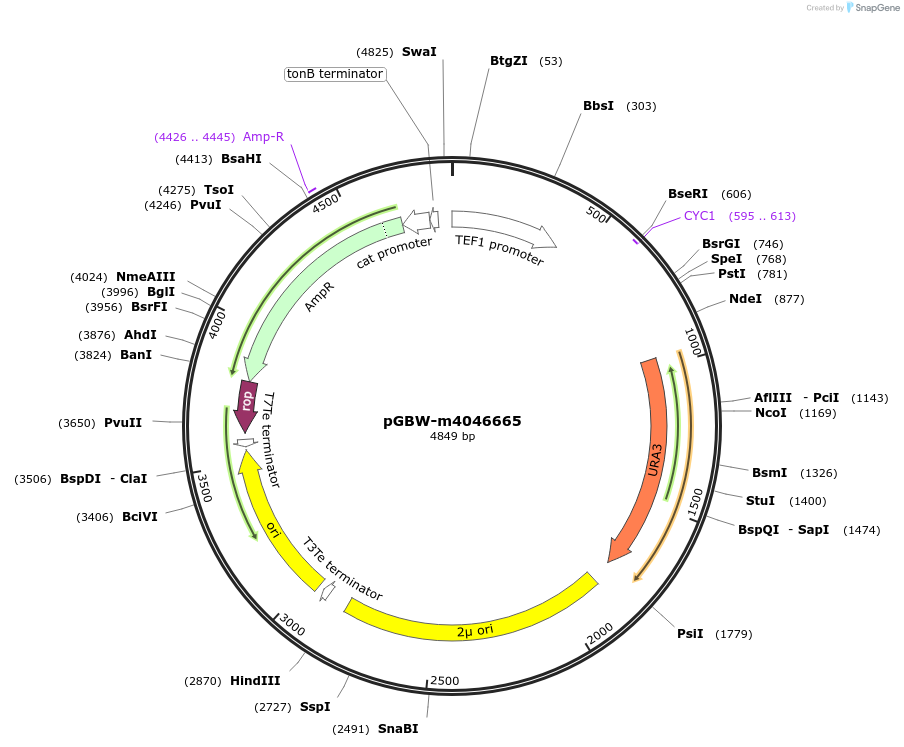 149152-plasmid-map-sequence-id-313566