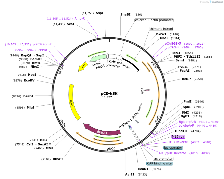 41814-plasmid-map-sequence-id-313568