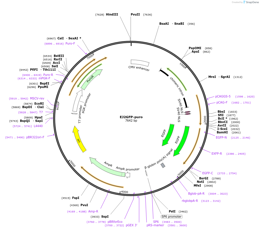 44025-plasmid-map-sequence-id-313573