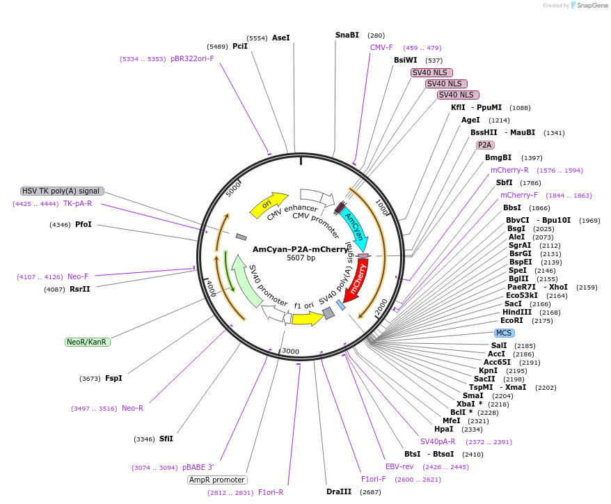 45350-plasmid-map-sequence-id-313574